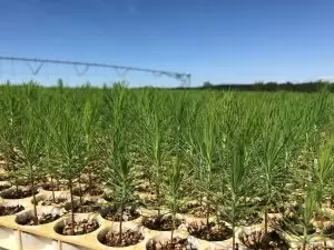 Alabama forest products